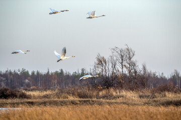 Swans over the lake. Autumn transfer of birds.