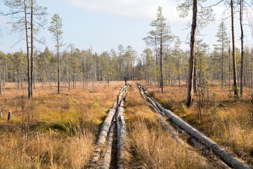 Obraz premium Russian road. Forest road for an all-terrain vehicle. The road through the swamp. Сauseway is a wooden road through a swamp.