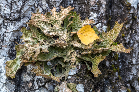 Lobaria pulmonary (Lobaria pulmonaria) - a rare lichen from the Red Book.