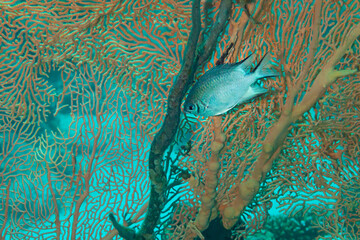 Fish of the Red sea. Yellowbelly damselfish