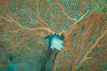 Fish of the Red sea. Yellowbelly damselfish