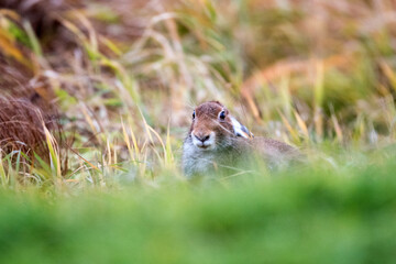 White hare. Rabbit. Wild rabbit. The hare is brown. The hare is molting. Hunting.