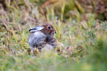 White hare. Rabbit. Wild rabbit. The hare is brown. The hare is molting. Hunting.