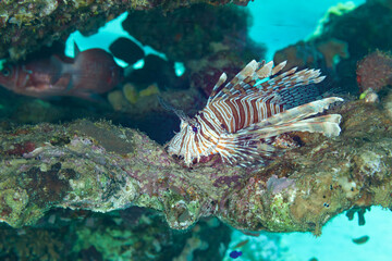 Fish of the Red sea. Butterfly cod (Redsea lionfish)