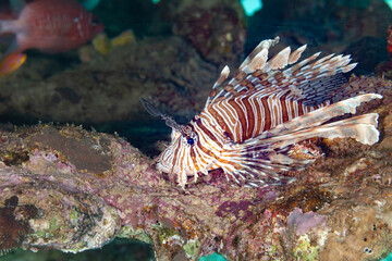 Fish of the Red sea. Butterfly cod (Redsea lionfish)