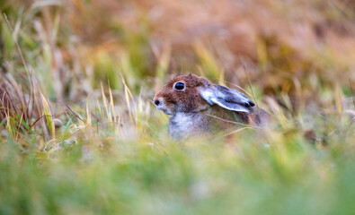 Naklejka na ściany i meble White hare. Rabbit. Wild rabbit. The hare is brown. The hare is molting. Hunting.