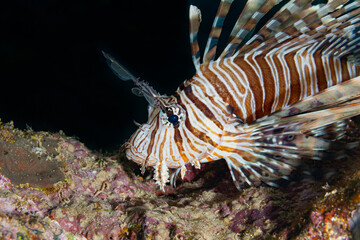 Fish of the Red sea. Butterfly cod (Redsea lionfish)