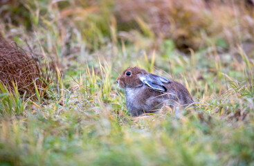 White hare. Rabbit. Wild rabbit. The hare is brown. The hare is molting. Hunting.