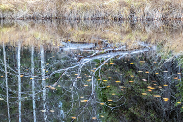 Taiga. River. Autumn. Reflection of trees in the river. Northern river. Northern nature.