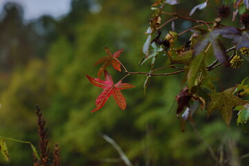 red leaf usher's in autumn