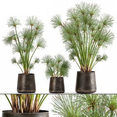 3D illustration decorative Cyperus papyrus in a rust flowerpot Isolated on a white background