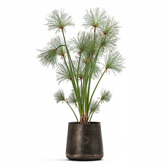 3D illustration decorative Cyperus papyrus in a rust flowerpot Isolated on a white background