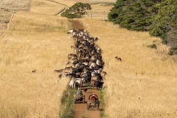Mustering and herding cows on a station in summer, in Australia. 
