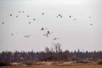 Swans over the lake. Autumn forest. Flight of birds from north to south.