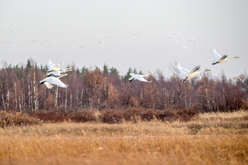 Swans over the lake. Autumn forest. Flight of birds from north to south.