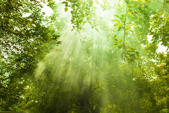 Green forest scene with sunbeams. Nature concept.
