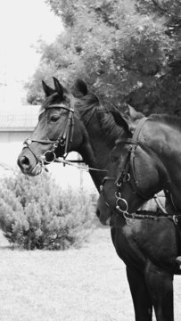 Black and white photo of two horses