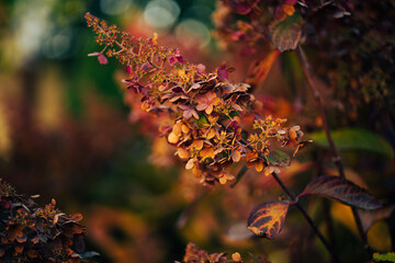 hydrangea flower in the autumn garden