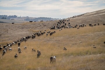 Close up of Stud Beef bulls, cows and calves grazing on grass in a field, in Australia. breeds of...