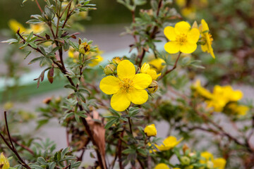 yellow flowers in the garden