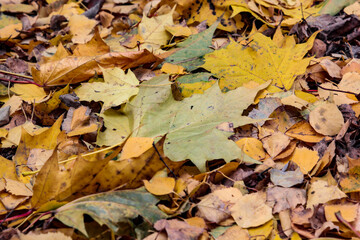 fallen autumn leaves