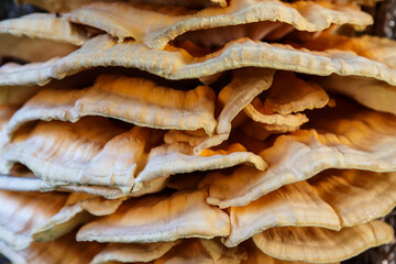 Woody mushroom on the bark of a tree. Wild mushrooms on wood background. Fungus on tree.