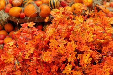 pumpkins background, autumn red leaves backdrop,squash pile,seasonal harvest of natural organic products