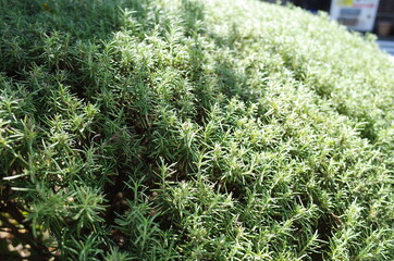 moss