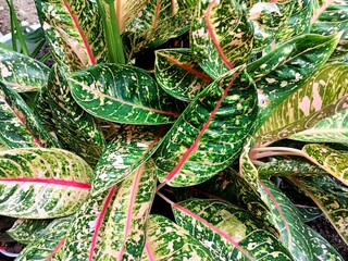 Aglaonema is a popular ornamental plant from the taro tribe or Araceae. ornamental plant with patterned leaves