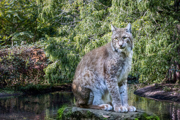 a lynx cat sitting on a rock near a pond