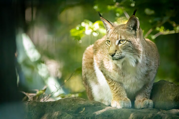 portrait of a lynx sitting on a rock in the forest