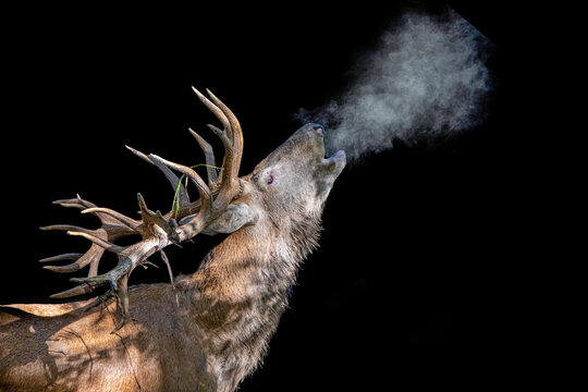 a stag deer rutting into the cold air