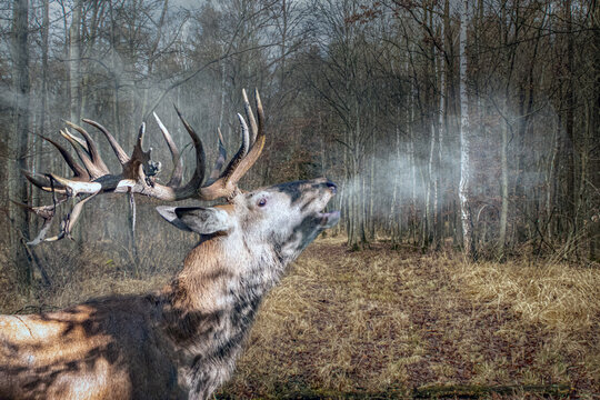 a large stag deer rutting into the cold forest air
