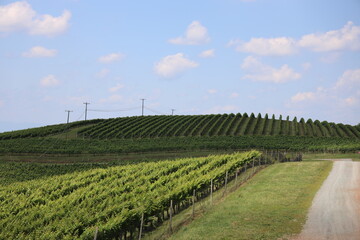 vineyard