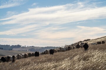 Cows in a field, grazing on pasture during a hot dry summer, in Australia