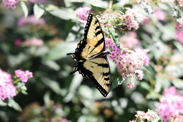 butterfly on flower