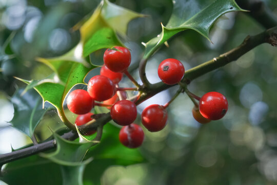 A branch of holly with red berries 