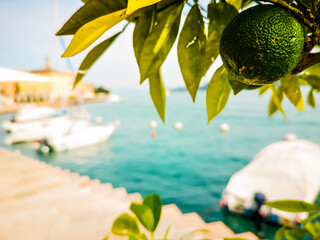 Green lemon three at Lake Garda in Italy