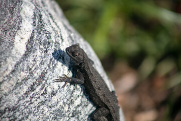 A Lizard Sunning Itself on a Granite Rock While Thermoregulating