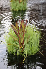 plants of the pond