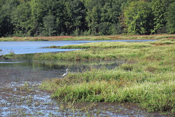white egret hunting in the meadow