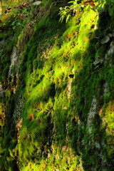 moss on the rock facing the morning sun