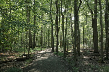 good morning for a walk in the forest down the nature trail 