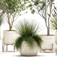 Fototapeta premium 3d illustration exotic plants in a in rattan baskets on white background