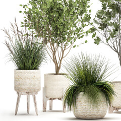 3d illustration exotic plants in a in rattan baskets on white background