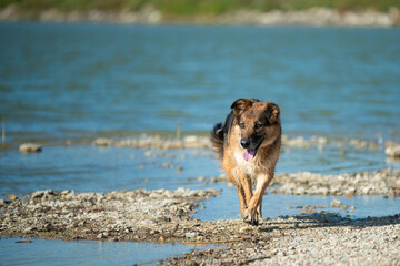 Dog from shlter in a regular walk and obedience training near the pond