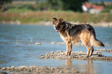 Fototapeta na wymiar Dog from shlter in a regular walk and obedience training near the pond
