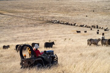 Close up of Stud Beef bulls, cows and calves grazing on grass in a field, in Australia. breeds of...