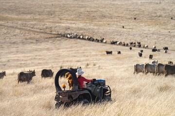Close up of Stud Beef bulls, cows and calves grazing on grass in a field, in Australia. breeds of...