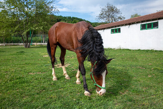 Image of a horse grazing on a farm. Red racing horse with long mane.